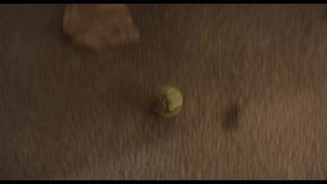 STRAYS Trailer (2023) Jamie Foxx, Will Ferrell