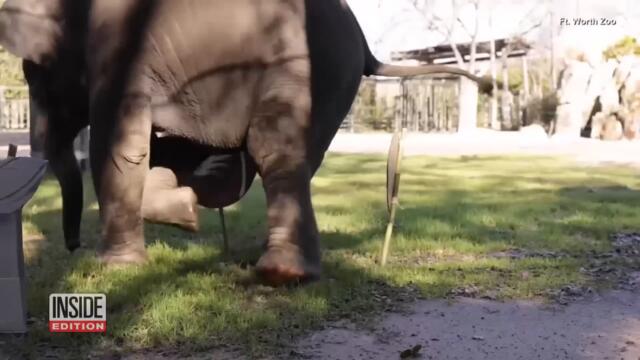 Could These Animals Be Right About the Super Bowl?