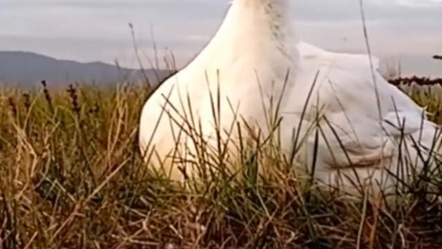 Cute Duck is having a Grass Snack! #Shorts