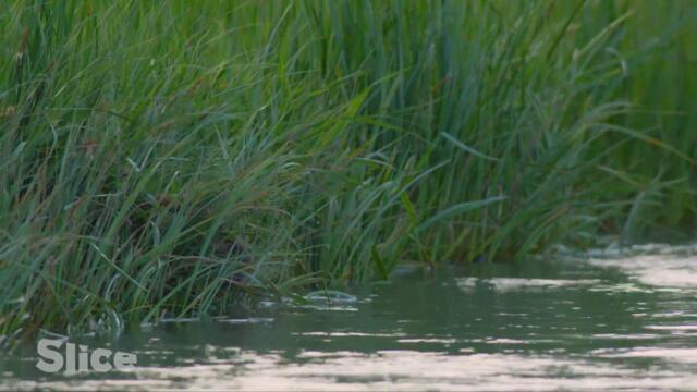 How Do Beavers Build a Dam | SLICE