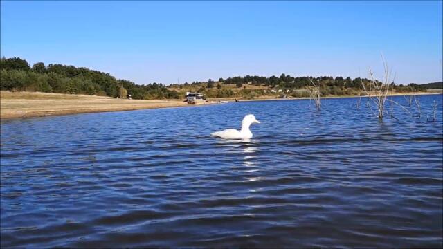Swimming Season Closing! Duck's Last Swim this Autumn!