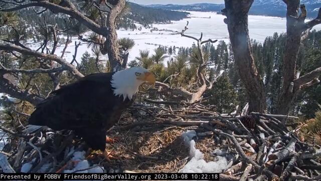 3-8-2023 Sensitive Shadow…