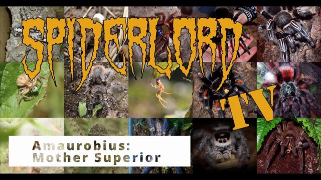 Amaurobius: The Lace Weaver - Mother Superior