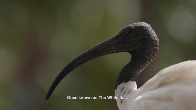 Planet Earth : Bin Chicken (4K)