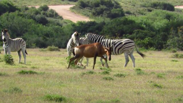 Hartebeest young attacked by zebras