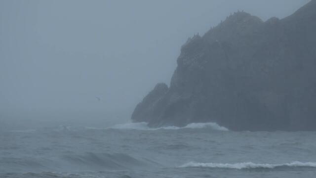 Haulout 2022 - Albireo Films Documentary - Short🎬