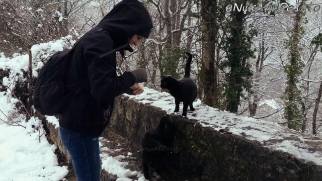 Feeding Stray Cats - Snow Panthers - Feeding Feral Cats