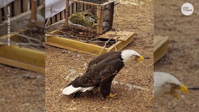 Bald eagle caring for rock as an egg becomes parent to orphaned eaglet | USA TODAY