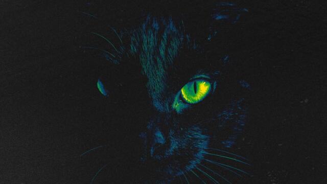 My Cat is Sick
