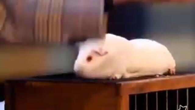 This magic trick