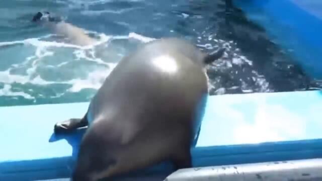 Compilation of T H I C C seals