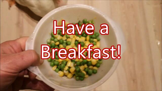 Duck's Spring Daily Routine: Time to eat the Camera!