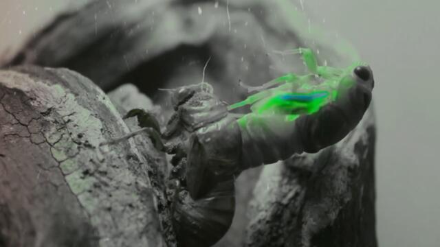 Cicadas ft. Kadïï