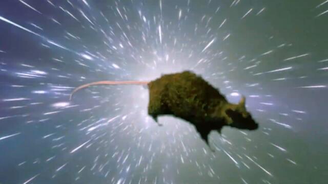 spinning_rat_3000.mp4