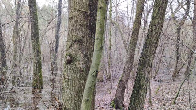 #Cats_TV Видео #для_Котика, Собачки, Попугая - Затопленный Лес под Звуки Пенья Птиц Ранней Весной 4K