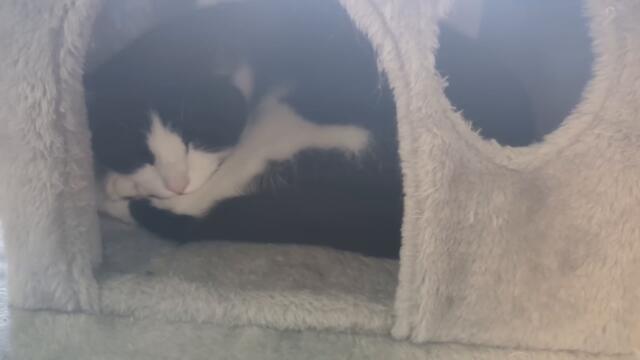 Happy Sleepy Kitty