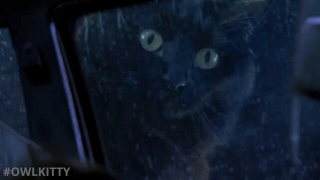 Jurassic Park but with a Cat