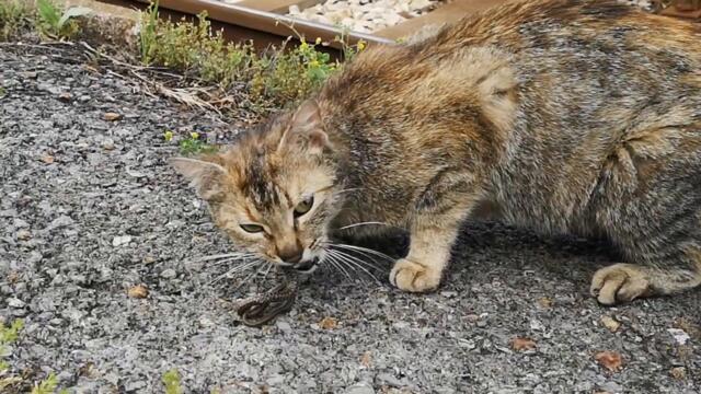 Pregnant Cat eating a SNAKE Alive!!! 😱