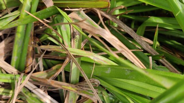 Домовой #Паук #Tegenaria Domestica - Мир Природы: #Пауки и #Насекомые Украины 4k