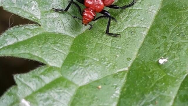 Bright Red Scarlet Lily Beetle