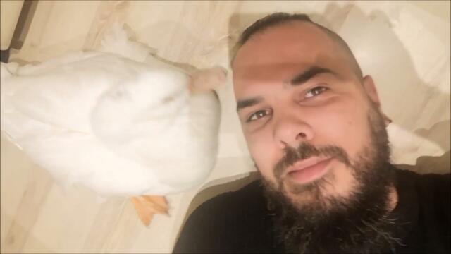 Duck is out and about for a quick handfeed on a stormy Spring day!