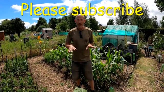 July  - What to sow, plant-out and harvest. Full plots and kitchen garden tour.