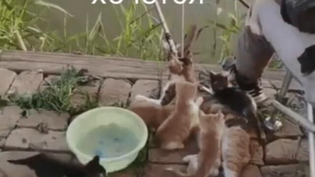 Котики на рыбалке, ждут рыбку видео приколы с животными смотреть онлайн бесплатно