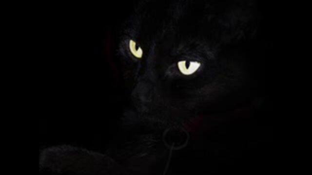 The Essence - The Cat