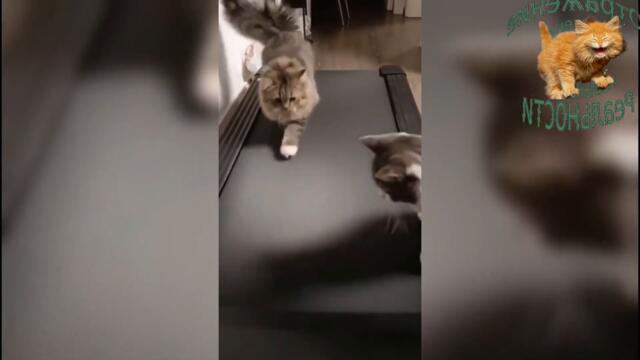 Подборка смешных видео с котами. С прикольной озвучкой.