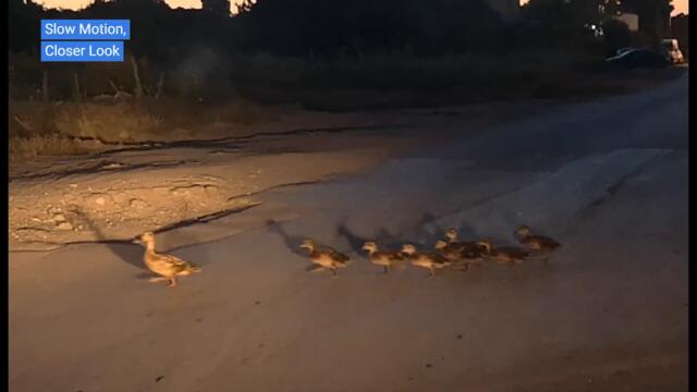 Attention! Baby Ducks Crossing the Road! 😍