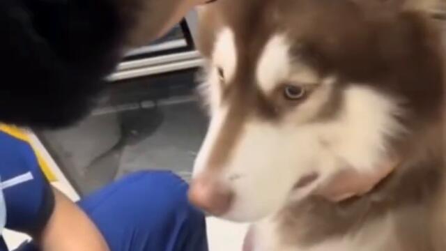 Собака упала в обморок от укола видео приколы с животными смотреть онлайн бесплатно