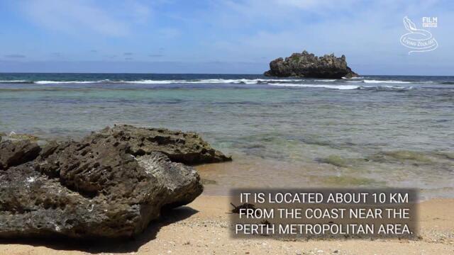 Snake island of Australia, the island full of deadly venomous Tiger snakes