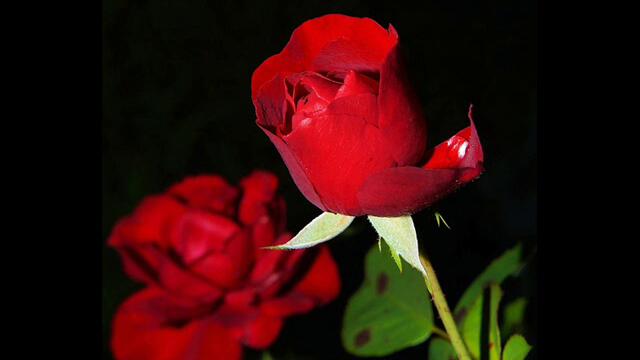 ЖЕНАТА-РОЗА