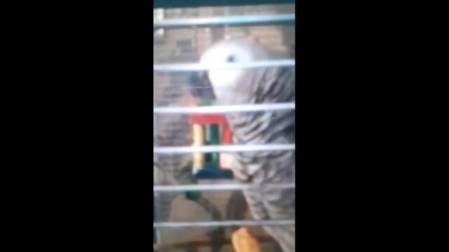 Geordie Parrot #shorts