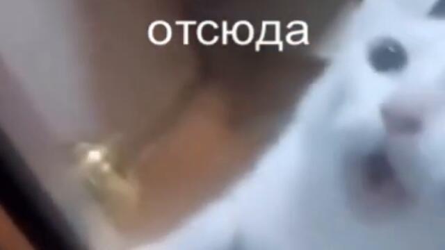 Коты нынче уже не те видео юмор с животными смотреть онлайн бесплатно