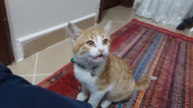 Cute Turkish Cat Sneezing Beautifully