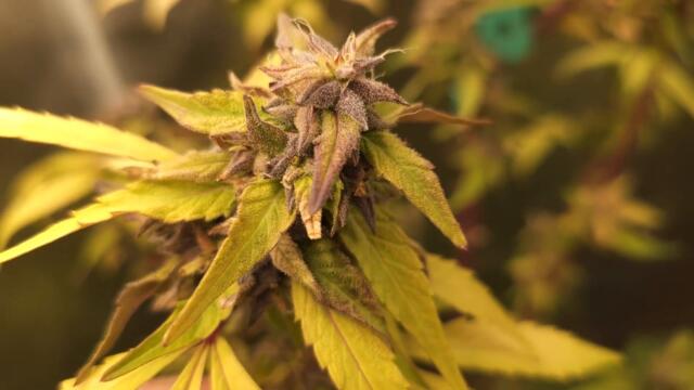 Full garden tour for Thursday, November 2, 2023 (episode 274)