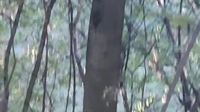 #Белочка 🐿️ не Рада Людям - Отдых на Природе и #Животные Украины #Squirrel Wild Nature Shorts Video