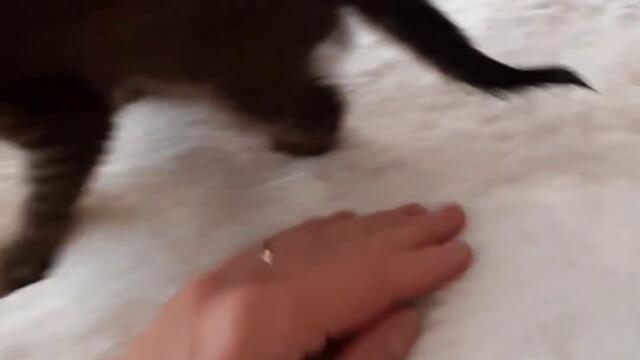 Little 😸 #Kitty - 😺 Маленький #Котенок. Забавные и веселые кошки 4k Funny #Cats Shorts Video