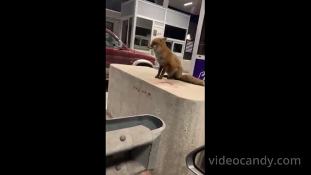 Lisica dočekuje putnike na auto-putu u Crnoj Gori