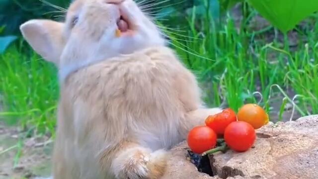 A cat eating moment #shortsfeed #trending #cats  #trendingshorts #funny #viral #dolpins