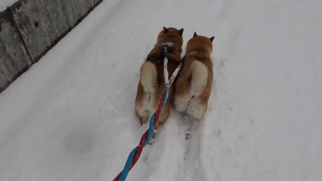 2024年3月16日(土) さすがの柴犬様でも無限に雪ぴょんぴょんは出来ないのでひとしきり楽しんだら歩きやすいルート選んで進んでいるご様子