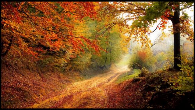 Relax Wood- Rilassati con la musica del bosco