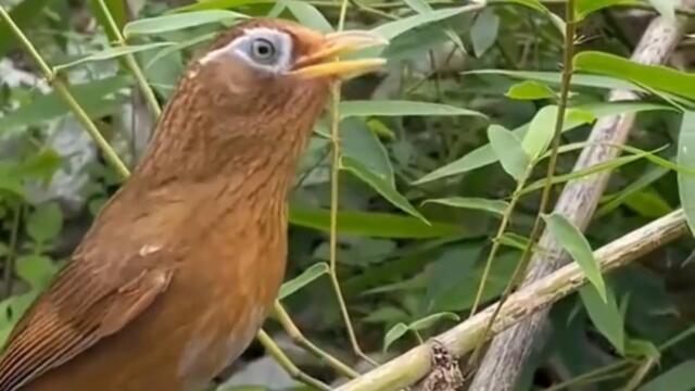 Aural Aviary Captivating Birds with Relaxing Music #birds #music #bird