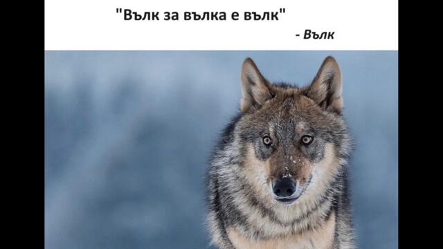 Вълк за вълка е вълк