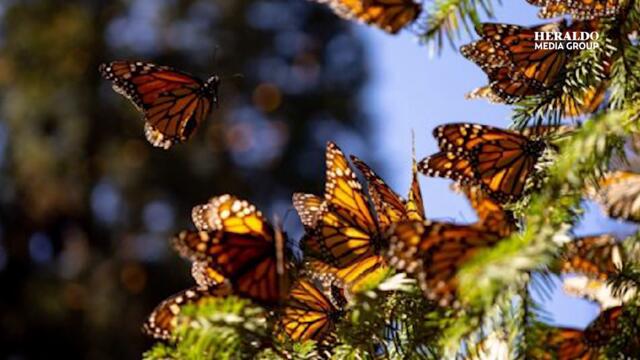 ¿Quién es Karina Alvarado, la regidora de Zitácuaro, acusada en redes por la muerte de Homero Gómez?