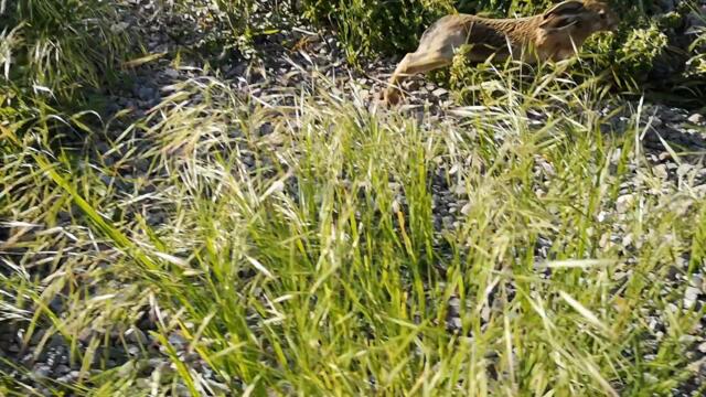 Lucky Escape: Bunny Outrunning a Freight Train in Bulgaria!