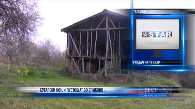 БУГАРСКИ КОЊИ ПУСТОШАТ ВО СПИКОВО 13 01 2021