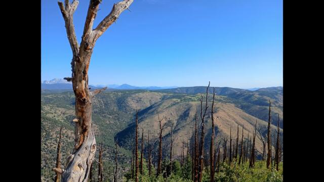 Exsanguinate   Pax Americana