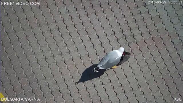 Чайка_Канибал_age_+18-720p (720p)